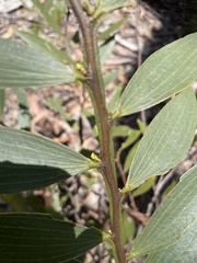 Acacia complanata