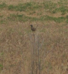 Cincloramphus cruralis