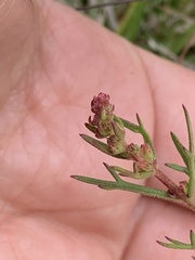 Haloragis heterophylla