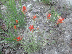Castilleja disticha