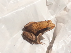 Physalaemus fischeri