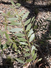 Acacia complanata