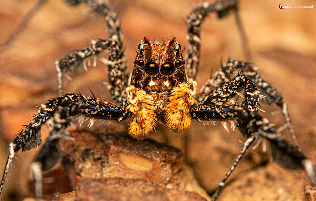 Longleg Dandy