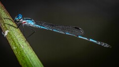Austrolestes minjerriba