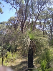Xanthorrhoea preissii