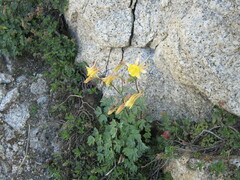 Aquilegia pubescens