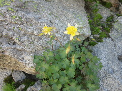 Aquilegia pubescens
