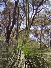 Xanthorrhoea preissii
