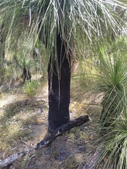 Xanthorrhoea preissii