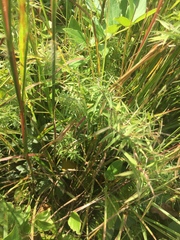 Dichanthelium dichotomum
