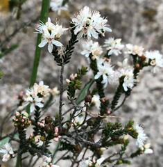 Calytrix alpestris