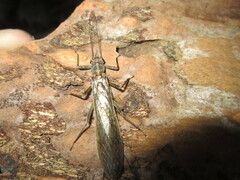 Perloidea