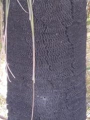 Xanthorrhoea preissii