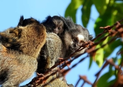 Callithrix penicillata