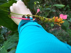 Warszewiczia coccinea