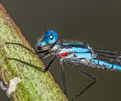 Arrenurus