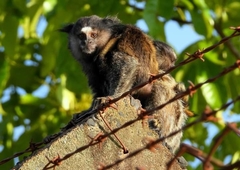 Callithrix penicillata