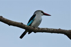 Halcyon senegalensis