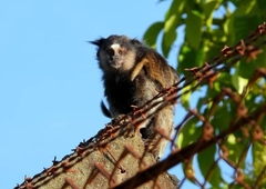 Callithrix penicillata