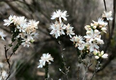 Calytrix alpestris