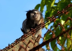 Callithrix penicillata