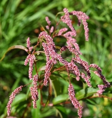 Persicaria decipiens