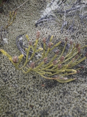 Veronica lycopodioides