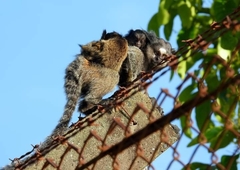 Callithrix penicillata