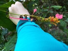 Warszewiczia coccinea