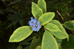 Hydrangea febrifuga