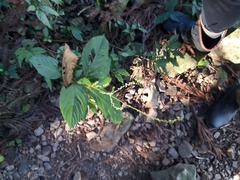 Achyranthes bidentata