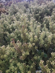 Podocarpus nivalis