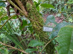 Warszewiczia coccinea