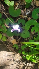 Viola hederacea