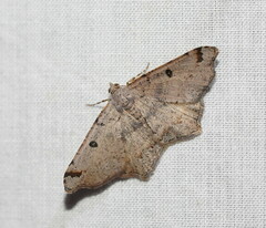 Dissomorphia australiaria