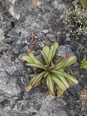 Gentianella