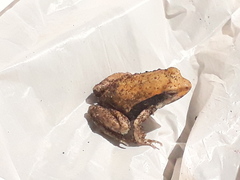 Physalaemus fischeri