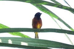 Ploceus jacksoni