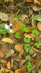 Viola hederacea