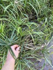 Cyperus alternifolius
