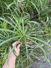 Cyperus alternifolius