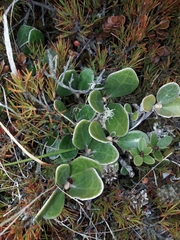 Brachyglottis bidwillii