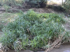 Cyperus alternifolius