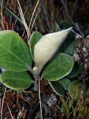 Brachyglottis bidwillii