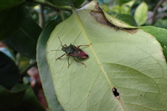 Eocanthecona formosa