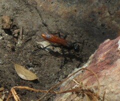 Palmodes praestans