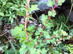 Ribes formosanum