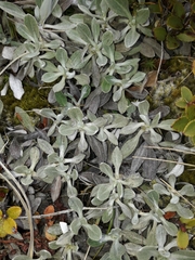 Celmisia discolor