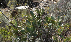 Cotyledon orbiculata