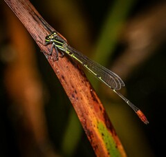 Argiocnemis rubescens